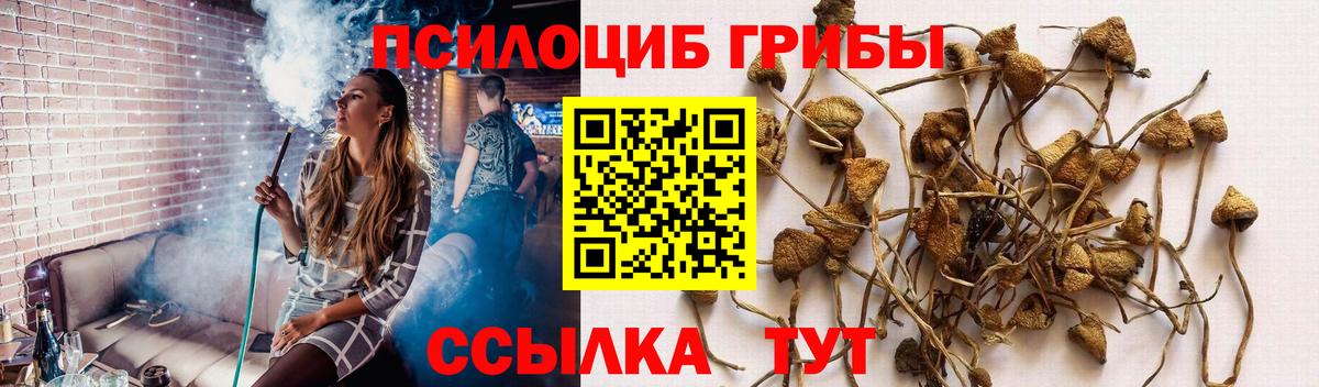 Псилоцибиновые грибы мицелий Долгопрудный